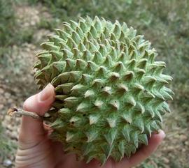   Fruit:   Annona purpurea ; Photo by Julien Jacotot, wikimedia commons
